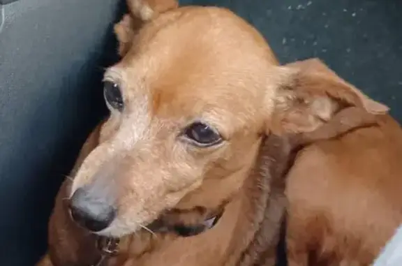 Chien perdu , photo : Chienne pinscher marron perdue à Savins