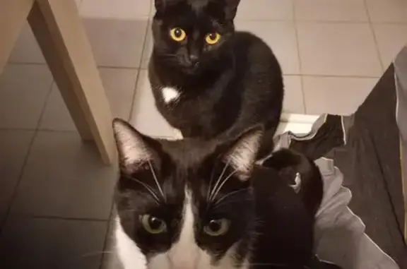 Animaux perdus Saint-Yvi, photo: Chats perdus à Saint-Yvi: Filou et Câline
