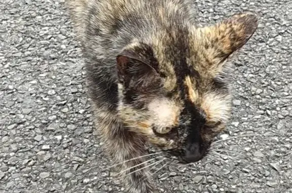 Jeune chatte écaille trouvée à Mont-de-Marsan - photo