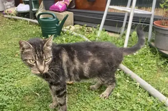 Chat maigre et blessé trouvé à Vauréal - photo