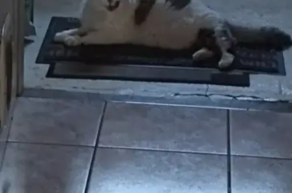 Chat perdu, , photo: Chat Volé à Golbey le 1er Août à 15h30