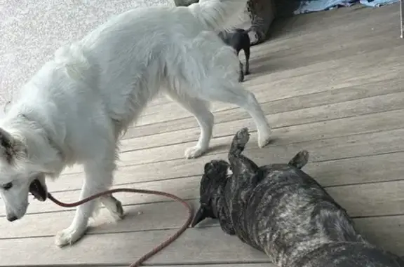 Animaux trouvés Trets, photo: Deux chiennes disparues à Trets : Snow White et Mistsu