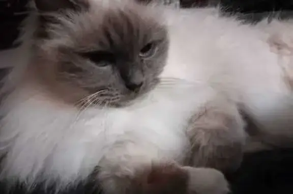 Chat perdu, Lacanau, photo: Chat sacré de Birmanie perdu à Lacanau