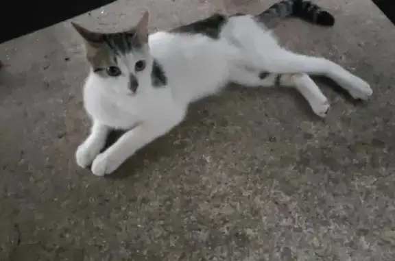Jeune chat mâle trouvé, blanc et tigré, Quarante - photo
