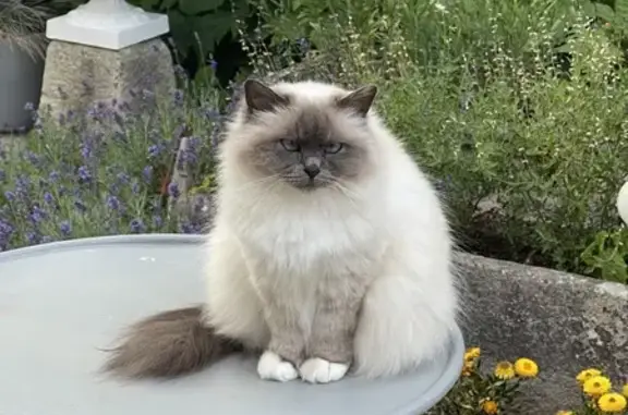 Chat disparu : Maddy, sacré de Birmanie, Montanay - photo