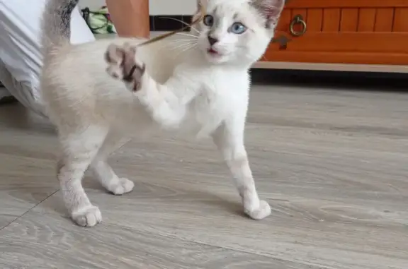 Animaux perdus , photo: Chaton blanc/crème disparu à Mauléon
