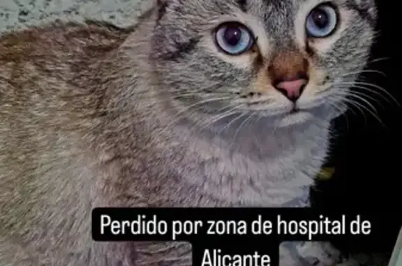 ¡Gato Perdido! Copito, Blanco Grisáceo en Alicante