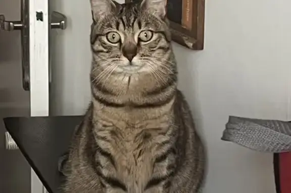 Animaux perdus Orléans, photo: Chatte Européenne disparue à Orléans