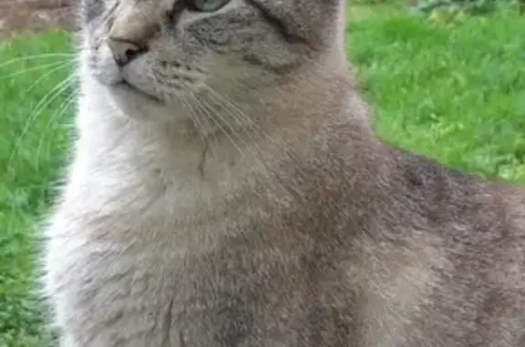 Chat perdu Crème/Marron yeux bleus Rochefort - photo