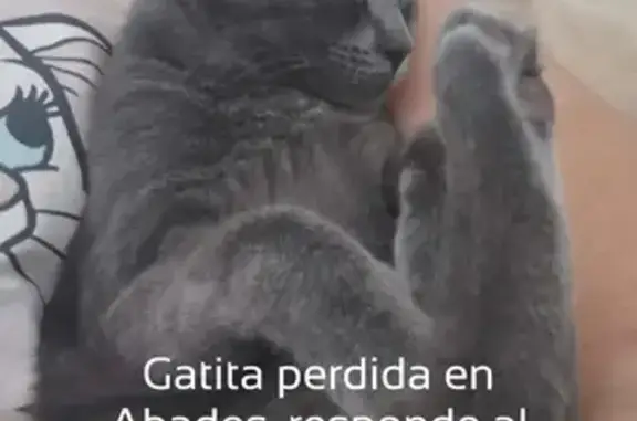 ¡Gatita Gris Perdida en Avenida Ocira, Arico!