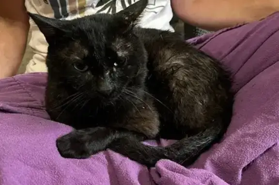 Found Cat: Black/Orange Male, Lake Minnewashta