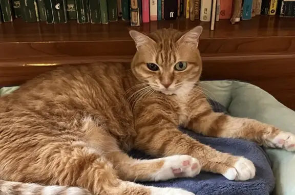 Lost Timid Ginger Cat - Kimberley Rd, 43