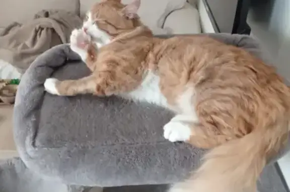Chat perdu avec harnais à Corveissiat - photo