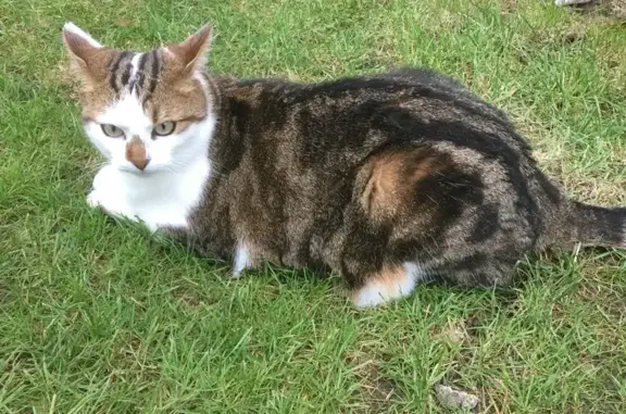 Animaux perdus Blainville-sur-Mer, photo: Chat perdu: Simba, tigré et blanc, Blainville