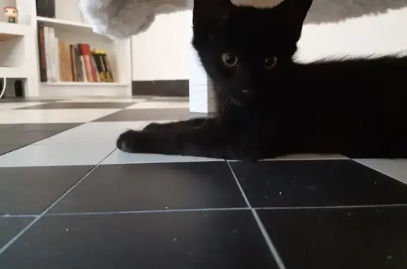 Chaton noir trouvé Place de la Gare - photo