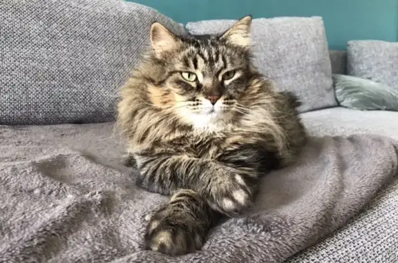 Animaux perdus La Bastide-des-Jourdans, photo: Chat tigré marron noir perdu à La Bastide