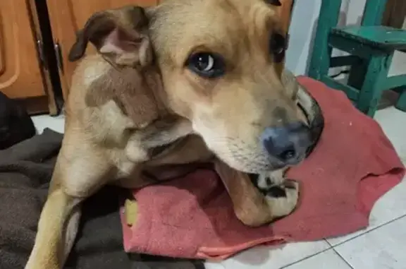 Perro Regresa Sano y Salvo a Casa en Puebla