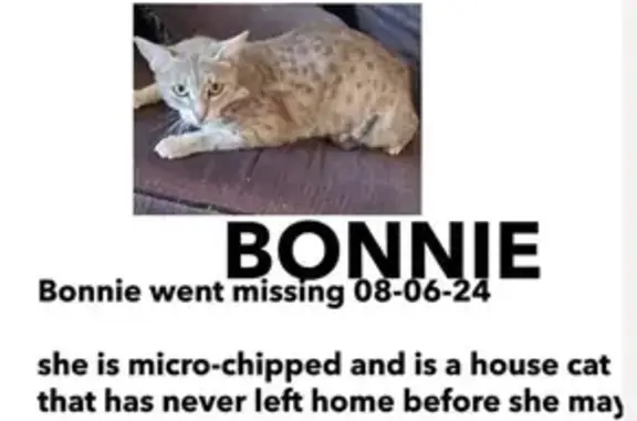 Lost Cat in Dunstable Place - Help Find!