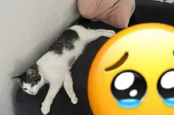 Chat trouvé près du Quick Leclerc Schiltigheim - photo