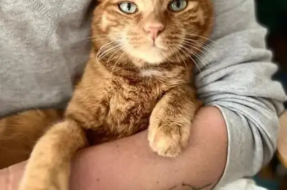 Animaux perdus Sète, photo: Chat roux 5 ans disparu à Sète, Rue Montmorency