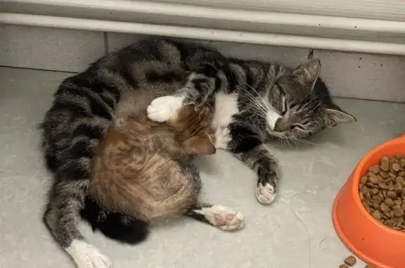 Chatte tigrée et son petit trouvés à Paray - photo