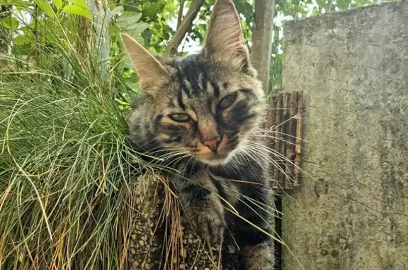 Chat trouvé à Rennes : Recherche Propriétaire - photo