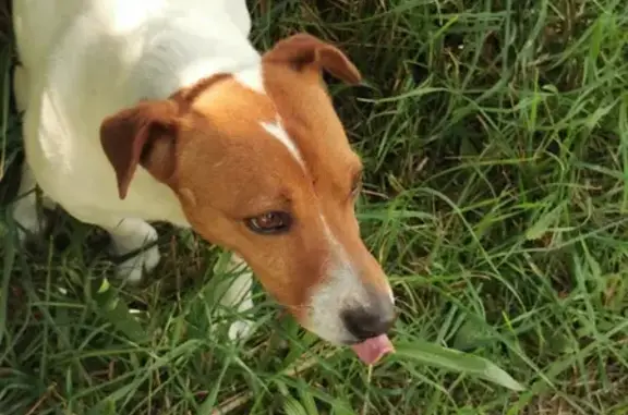 Animaux trouvés , photo: Chien sociable trouvé à La Plagne-Tarentaise