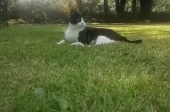 Chat perdu, Lassy, photo: Chat noir et blanc castré perdu à Lassy