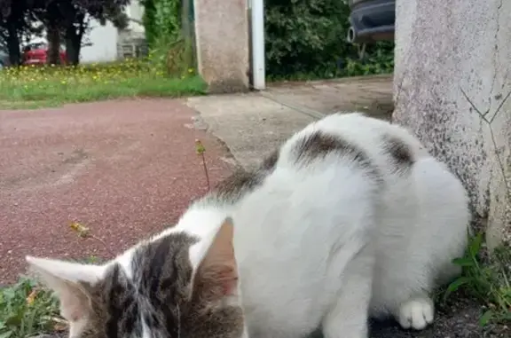 Chat blanc et tigré trouvé à Anet - photo
