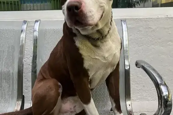 Pitbull Café Claro Encontrado en Carretera a Madin