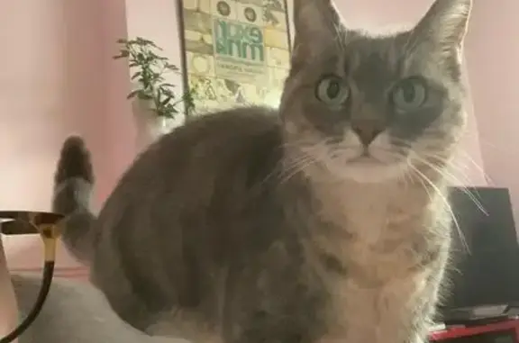 Chat perdu, Hendaye, photo: Chatte tigrée disparue à Hendaye