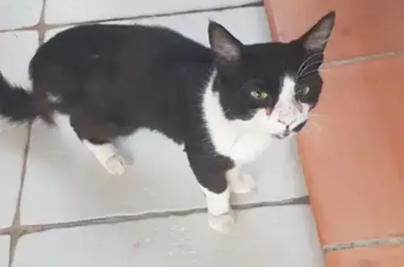 Chat européen mâle noir et blanc trouvé - photo