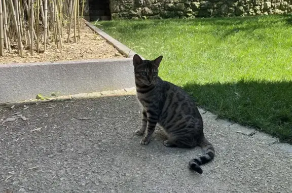 Chat perdu, Le Rouret, photo: Chatte Bengale perdue Chemin de la Source