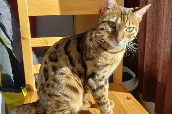 Chat perdu, Villenave-d'Ornon, photo: Chatte Bengal 3 ans perdue à Villenave-d'Ornon