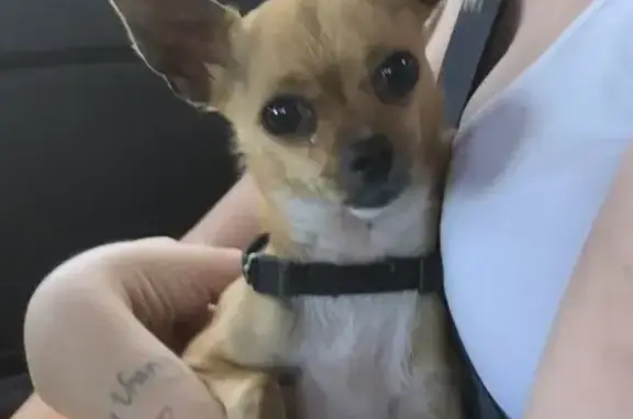 Animaux trouvés Pézilla-la-Rivière, photo: Chihuahua errant trouvé Rue des Prairies
