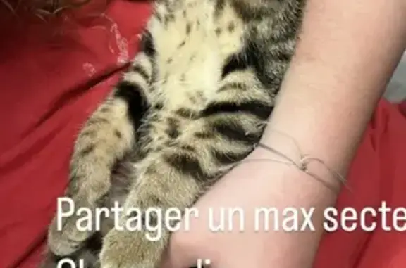Chaton tigre trouvé à Chemaudin - photo