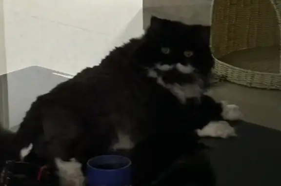 Missing: Black Cat w/ White Moustache in Yishun