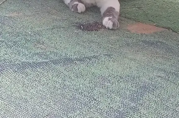 Chat mâle gris-blanc trouvé à Caissargues - photo