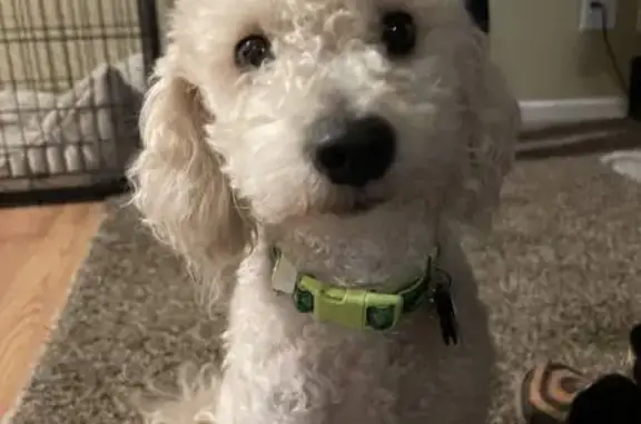 Lost White Mini Poodle on South Potomac Way