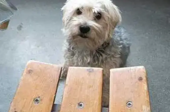 Chien perdu, Avenue des Glières, Cluses - photo