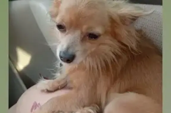 Lost Golden Chihuahua: Bo Jangle or Meedles