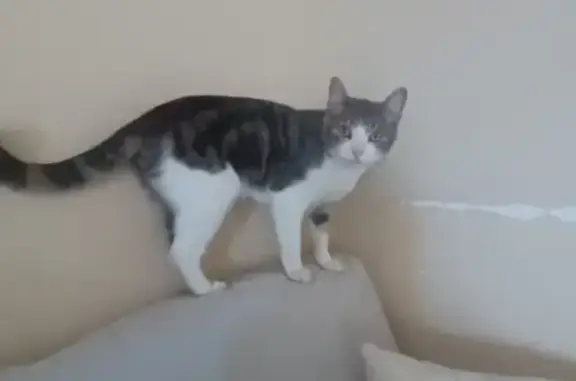Animaux perdus , photo: Chat perdu : Femelle grise et blanche, Pradet