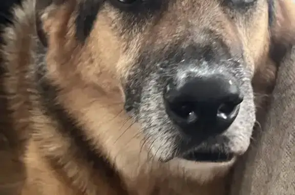 Chien perdu La Bresse, photo : Berger Allemand Perdu à La Bresse
