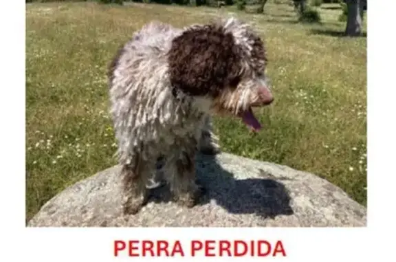 Perro Perdido: Marrón y Blanco en San Luis