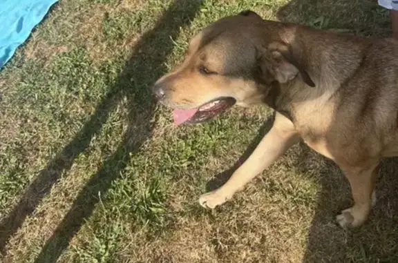 Chien mâle teckel et femelle trouvés à Génissac - photo