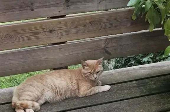 Animaux trouvés , photo: Chat roux mâle trouvé à Ferrières