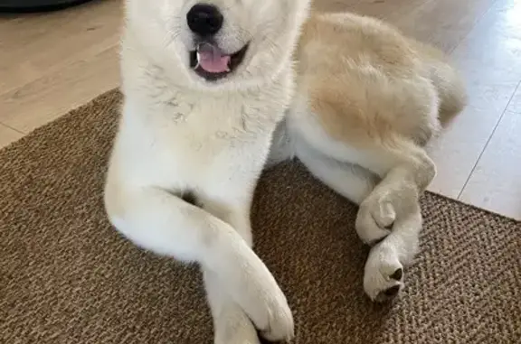 Chien perdu Beaucourt, photo : Akita Inu roux perdu à Beaucourt, Rue Tuilerie