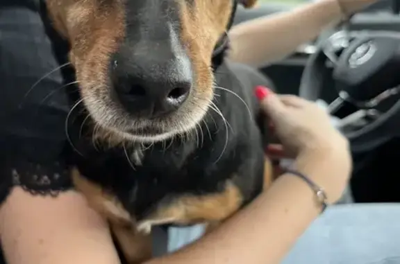 Pinscher retrouvé à Saint-Paul, Duclair - photo