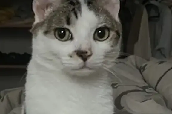 Chat perdu, Attichy, photo: Chat noir et blanc tigré perdu à Attichy