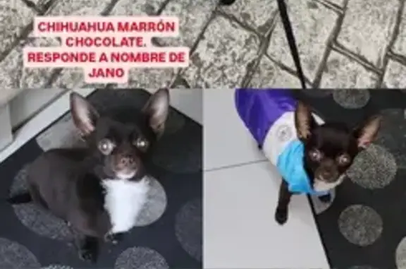 Perro Chihuahua Perdido en San Martín, Villafufre